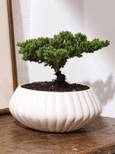 bonsai-de-pino-planta-de-la-eternidad-maceta-ceramica-regalos-de-condolencias-regalos-de-pesame-regalos-de-cumpleanos-habibi-plantitas.jpg
